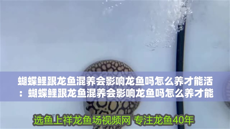 蝴蝶鯉跟龍魚混養會影響龍魚嗎怎么養才能活：蝴蝶鯉跟龍魚混養會影響龍魚嗎怎么養才能活的久，鯉與龍魚混養，影響及長久存活的飼養要點