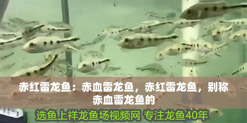 赤紅雷龍魚：赤血雷龍魚，赤紅雷龍魚，別稱赤血雷龍魚的