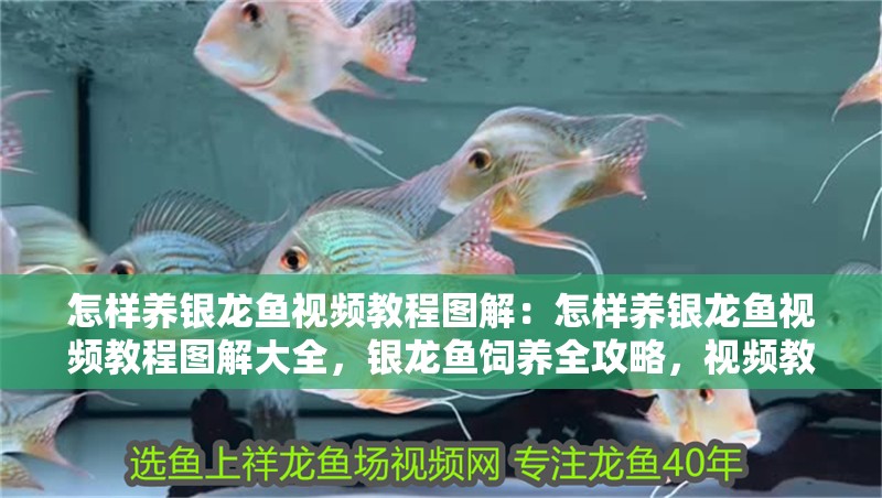 怎樣養銀龍魚視頻教程圖解：怎樣養銀龍魚視頻教程圖解大全，銀龍魚飼養全攻略，視頻教程+圖解大全