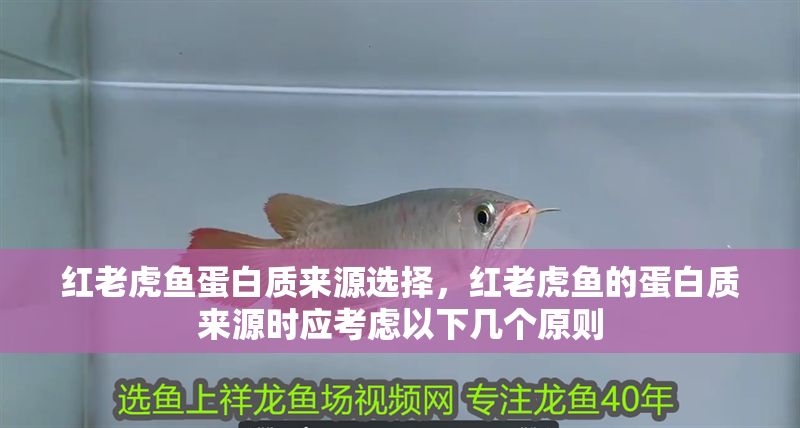 紅老虎魚蛋白質(zhì)來源選擇，紅老虎魚的蛋白質(zhì)來源時應(yīng)考慮以下幾個原則