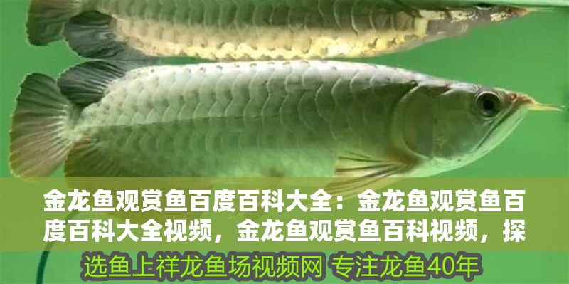 金龍魚觀賞魚百度百科大全：金龍魚觀賞魚百度百科大全視頻，金龍魚觀賞魚百科視頻，探秘水中瑰寶