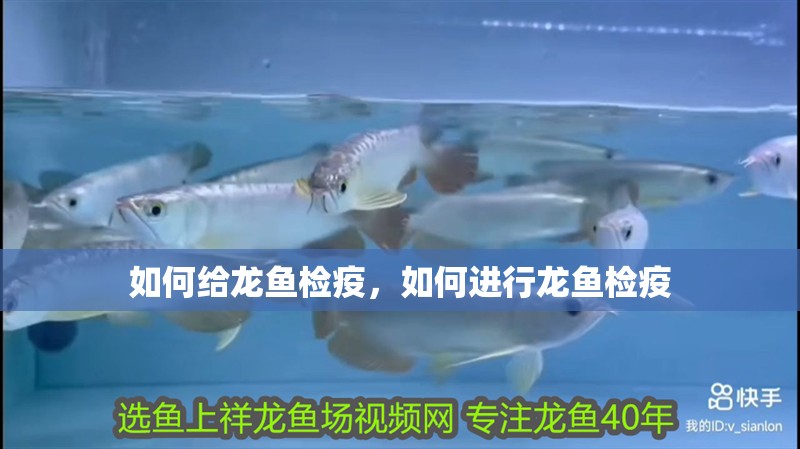 如何給龍魚檢疫，如何進行龍魚檢疫