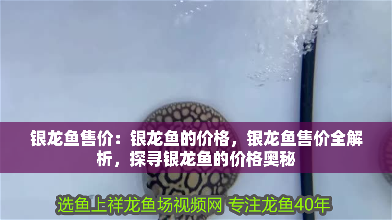 銀龍魚售價：銀龍魚的價格，銀龍魚售價全解析，探尋銀龍魚的價格奧秘