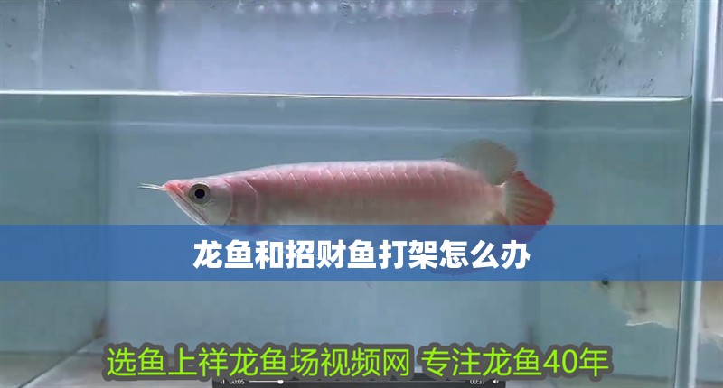 龍魚和招財魚打架怎么辦