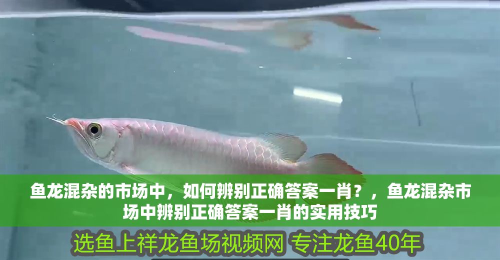 魚龍混雜的市場中，如何辨別正確答案一肖？，魚龍混雜市場中辨別正確答案一肖的實用技巧