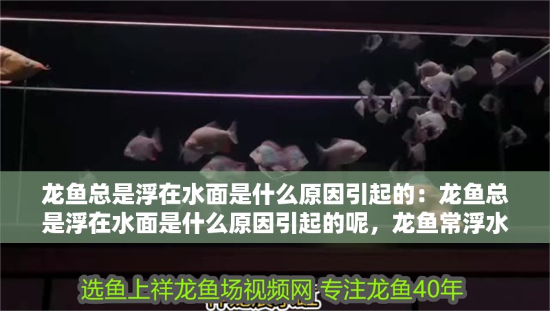 龍魚總是浮在水面是什么原因引起的：龍魚總是浮在水面是什么原因引起的呢，龍魚常浮水面原因探究，多因素致此現(xiàn)象