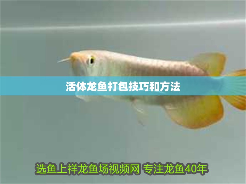 活體龍魚打包技巧和方法