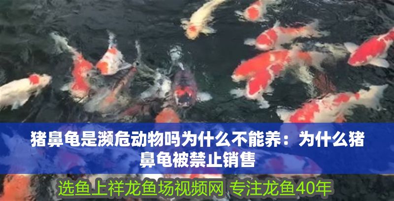 豬鼻龜是瀕危動物嗎為什么不能養(yǎng)：為什么豬鼻龜被禁止銷售
