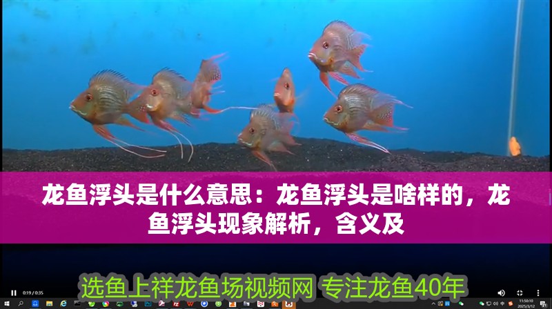 龍魚浮頭是什么意思：龍魚浮頭是啥樣的，龍魚浮頭現象解析，含義及