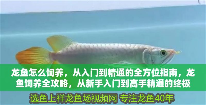 龍魚怎么飼養，從入門到精通的全方位指南，龍魚飼養全攻略，從新手入門到高手精通的終極指南