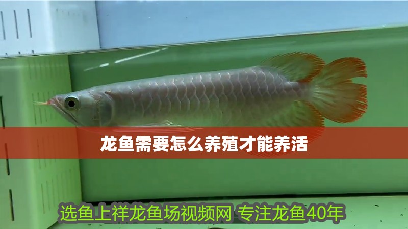 龍魚需要怎么養殖才能養活
