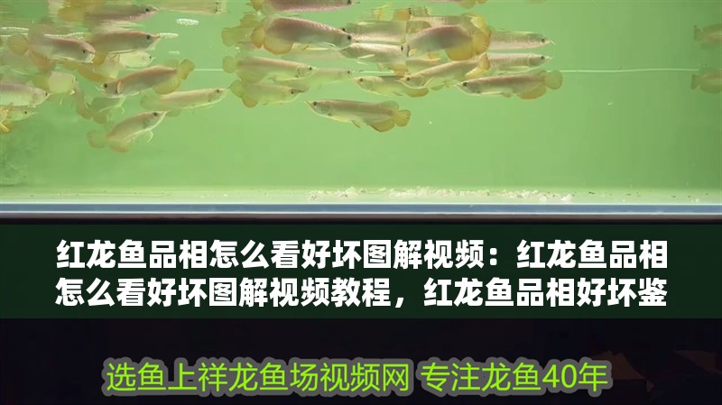 紅龍魚品相怎么看好壞圖解視頻：紅龍魚品相怎么看好壞圖解視頻教程，紅龍魚品相好壞鑒別全攻略，圖解視頻教程