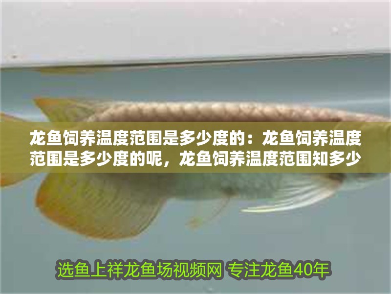龍魚飼養(yǎng)溫度范圍是多少度的：龍魚飼養(yǎng)溫度范圍是多少度的呢，龍魚飼養(yǎng)溫度范圍知多少？ 龍魚飼養(yǎng)溫度范圍是多少度的：龍魚飼養(yǎng)溫度范圍是多少度的呢，龍魚飼養(yǎng)溫度范圍知多少？ 水族問答