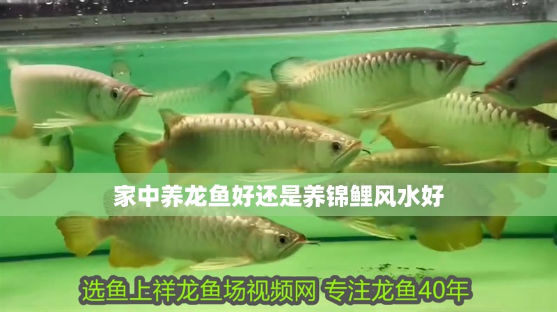 家中養龍魚好還是養錦鯉風水好