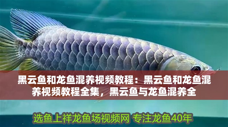 黑云魚和龍魚混養視頻教程：黑云魚和龍魚混養視頻教程全集，黑云魚與龍魚混養全
