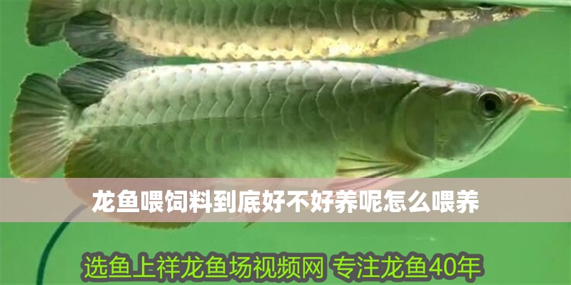 龍魚喂飼料到底好不好養呢怎么喂養