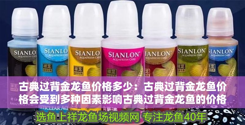 古典過背金龍魚價格多少：古典過背金龍魚價格會受到多種因素影響古典過背金龍魚的價格