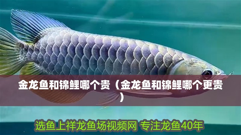 金龍魚和錦鯉哪個(gè)貴（金龍魚和錦鯉哪個(gè)更貴） 金龍魚和錦鯉哪個(gè)貴（金龍魚和錦鯉哪個(gè)更貴） 龍魚百科