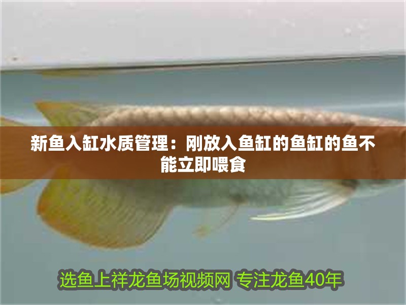 新魚入缸水質管理：剛放入魚缸的魚缸的魚不能立即喂食