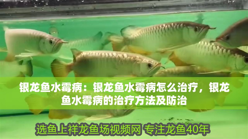 銀龍魚水霉病：銀龍魚水霉病怎么治療，銀龍魚水霉病的治療方法及防治