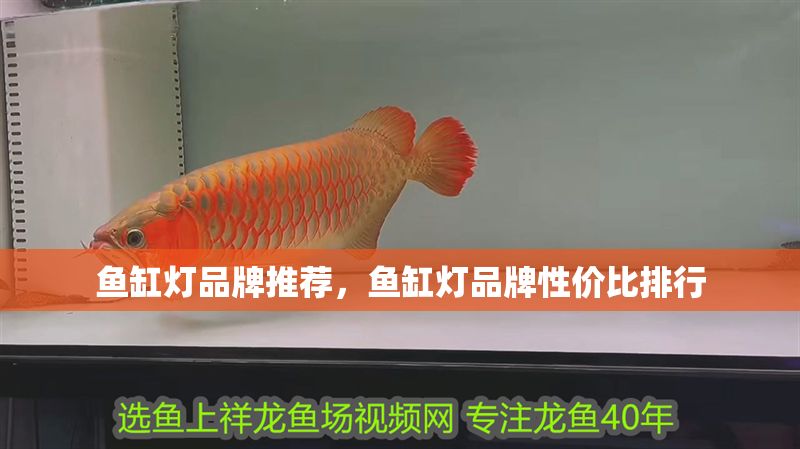 魚缸燈品牌推薦，魚缸燈品牌性價比排行 魚缸燈品牌推薦，魚缸燈品牌性價比排行 魚缸百科 第2張