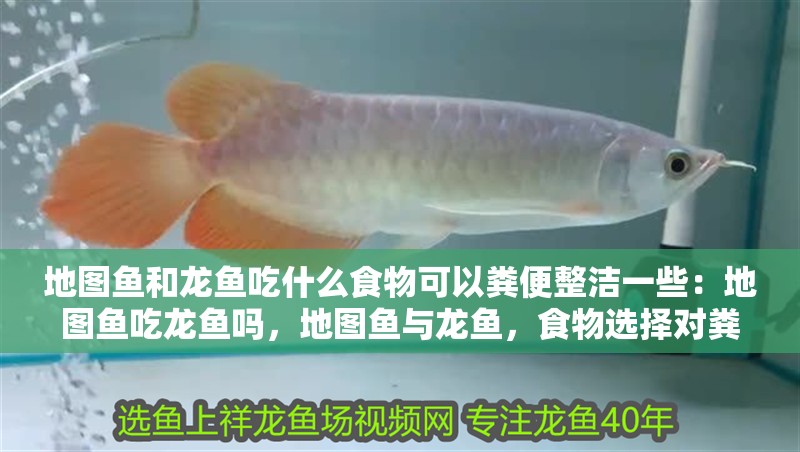 地圖魚(yú)和龍魚(yú)吃什么食物可以糞便整潔一些：地圖魚(yú)吃龍魚(yú)嗎，地圖魚(yú)與龍魚(yú)，食物選擇對(duì)糞便影響及二者關(guān)系 地圖魚(yú)和龍魚(yú)吃什么食物可以糞便整潔一些：地圖魚(yú)吃龍魚(yú)嗎，地圖魚(yú)與龍魚(yú)，食物選擇對(duì)糞便影響及二者關(guān)系 水族問(wèn)答