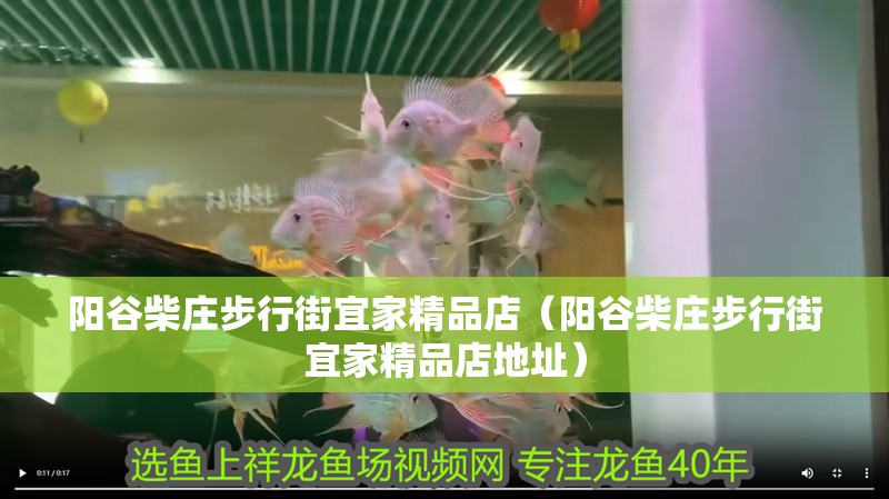 陽谷柴莊步行街宜家精品店(陽谷柴莊步行街宜家精品店地址) 全國水族館企業名錄 第2張 陽谷柴莊步行街宜家精品店(陽谷柴莊步行街宜家精品店地址) 陽谷柴莊步行街宜家精品店(陽谷柴莊步行街宜家精品店地址) 全國水族館企業名錄 第2張