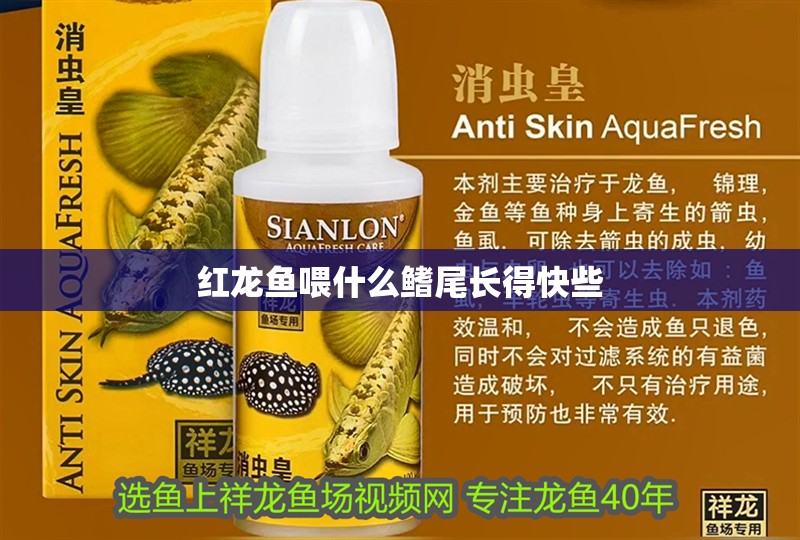 紅龍魚喂什么鰭尾長得快些