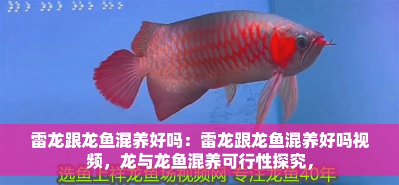 雷龍跟龍魚混養(yǎng)好嗎：雷龍跟龍魚混養(yǎng)好嗎視頻，龍與龍魚混養(yǎng)可行性探究，