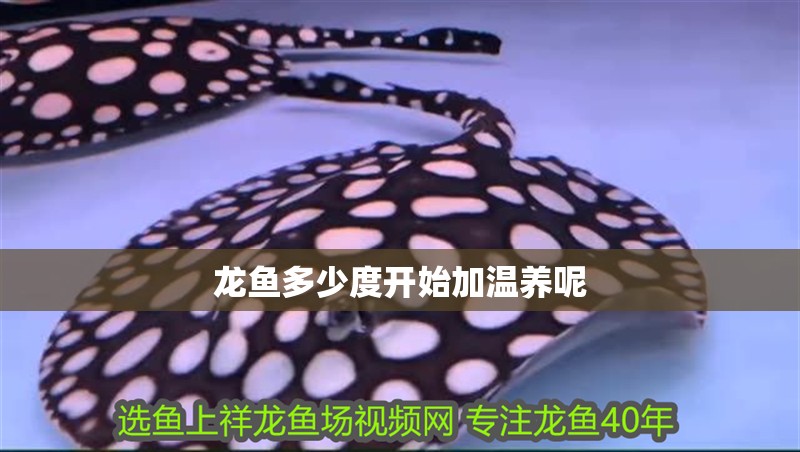 龍魚多少度開始加溫養(yǎng)呢 龍魚多少度開始加溫養(yǎng)呢 龍魚百科 第2張