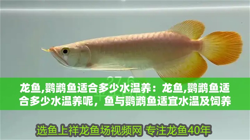 龍魚,鸚鵡魚適合多少水溫養(yǎng)：龍魚,鸚鵡魚適合多少水溫養(yǎng)呢，魚與鸚鵡魚適宜水溫及飼養(yǎng)要點(diǎn)