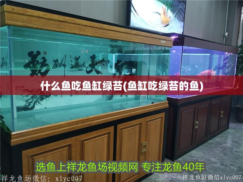 什么魚吃魚缸綠苔(魚缸吃綠苔的魚)