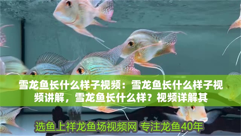 雪龍魚長什么樣子視頻：雪龍魚長什么樣子視頻講解，雪龍魚長什么樣？視頻詳解其