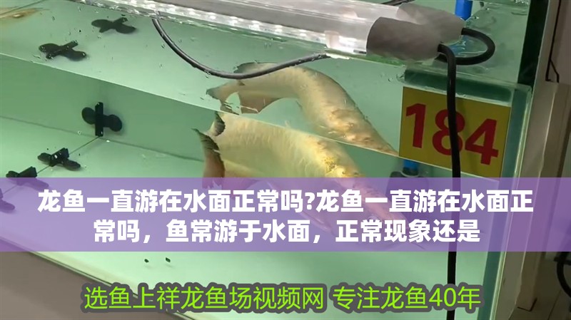 龍魚一直游在水面正常嗎?龍魚一直游在水面正常嗎，魚常游于水面，正常現象還是