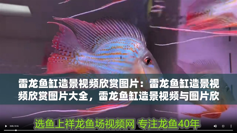 雷龍魚缸造景視頻欣賞圖片：雷龍魚缸造景視頻欣賞圖片大全，雷龍魚缸造景視頻與圖片欣賞