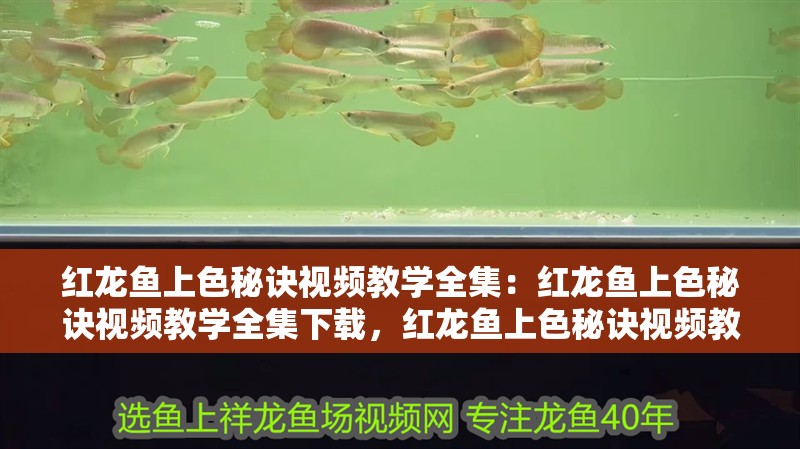 [2025]鴿子眼36厘米古典藍(lán)底過背：36厘米古典藍(lán)底過背