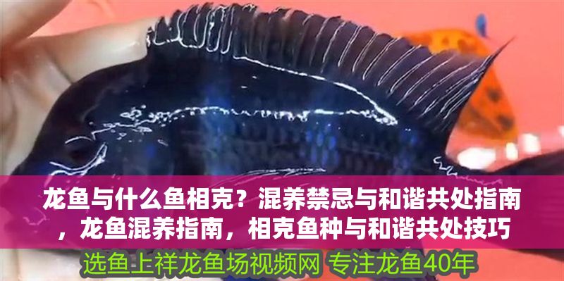 龍魚與什么魚相克？混養禁忌與和諧共處指南，龍魚混養指南，相克魚種與和諧共處技巧