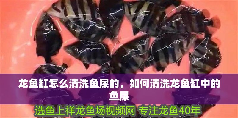 龍魚缸怎么清洗魚屎的，如何清洗龍魚缸中的魚屎
