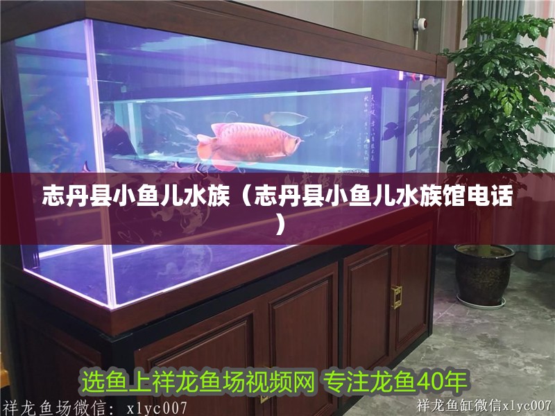 志丹縣小魚兒水族（志丹縣小魚兒水族館電話）
