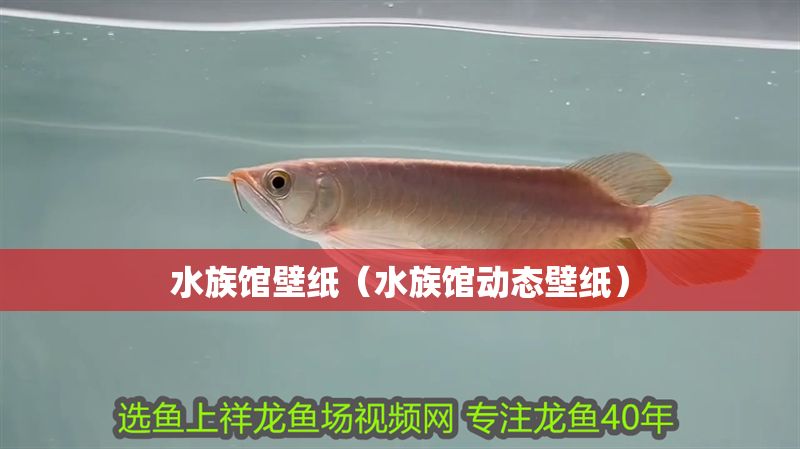 水族館壁紙（水族館動(dòng)態(tài)壁紙）