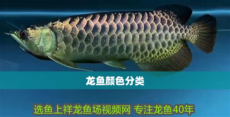 龍魚顏色分類