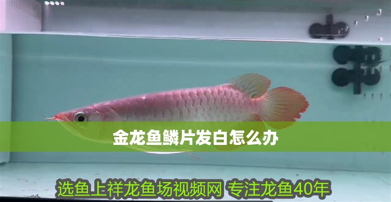 金龍魚鱗片發白怎么辦