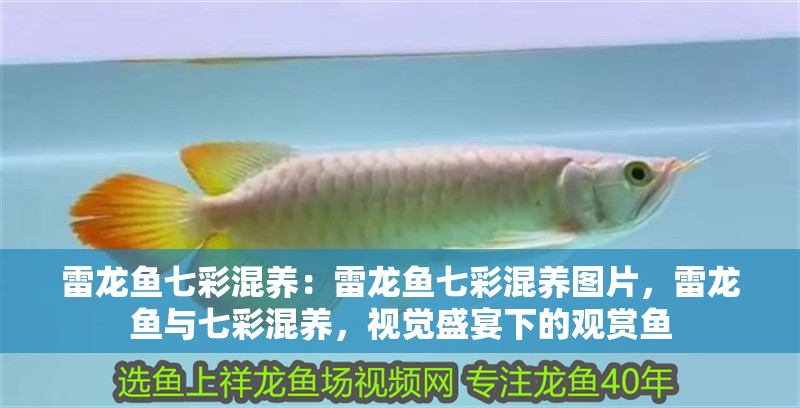 雷龍魚七彩混養(yǎng)：雷龍魚七彩混養(yǎng)圖片，雷龍魚與七彩混養(yǎng)，視覺盛宴下的觀賞魚