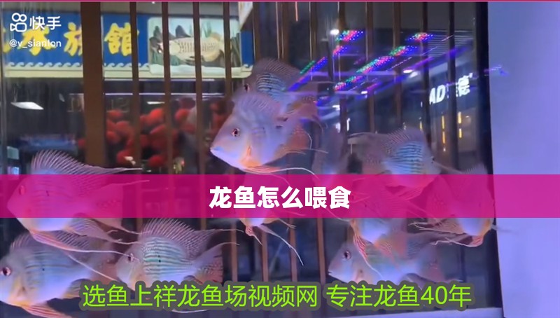 龍魚怎么喂食