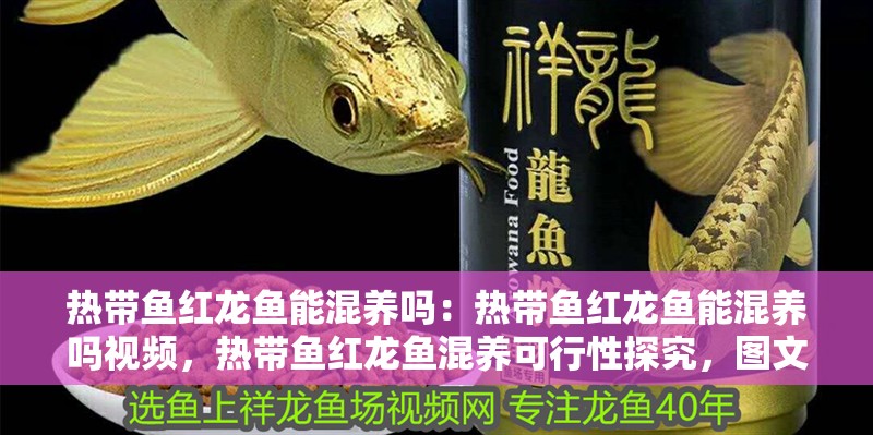 熱帶魚紅龍魚能混養嗎：熱帶魚紅龍魚能混養嗎視頻，熱帶魚紅龍魚混養可行性探究，圖文與視頻詳解