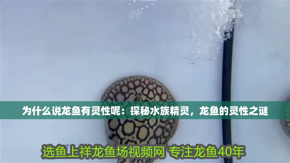 為什么說龍魚有靈性呢：探秘水族精靈，龍魚的靈性之謎
