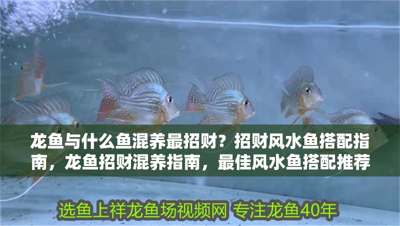 龍魚與什么魚混養最招財？招財風水魚搭配指南，龍魚招財混養指南，最佳風水魚搭配推薦
