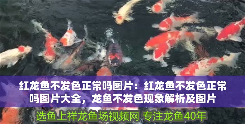 紅龍魚不發色正常嗎圖片：紅龍魚不發色正常嗎圖片大全，龍魚不發色現象解析及圖片