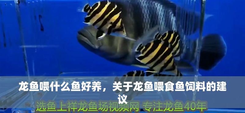 龍魚喂什么魚好養，關于龍魚喂食魚飼料的建議