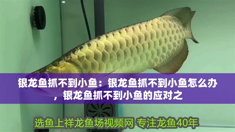 銀龍魚抓不到小魚：銀龍魚抓不到小魚怎么辦，銀龍魚抓不到小魚的應對之